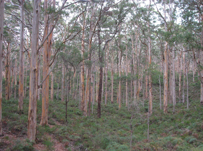 Forest of eucalyptus trees