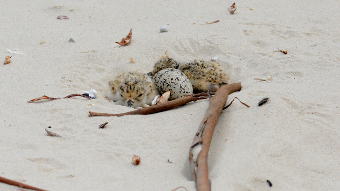 Young chicks and an egg in the sand