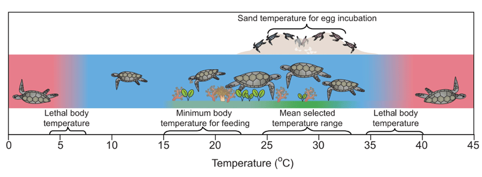 Operating temperatures for marine turtles