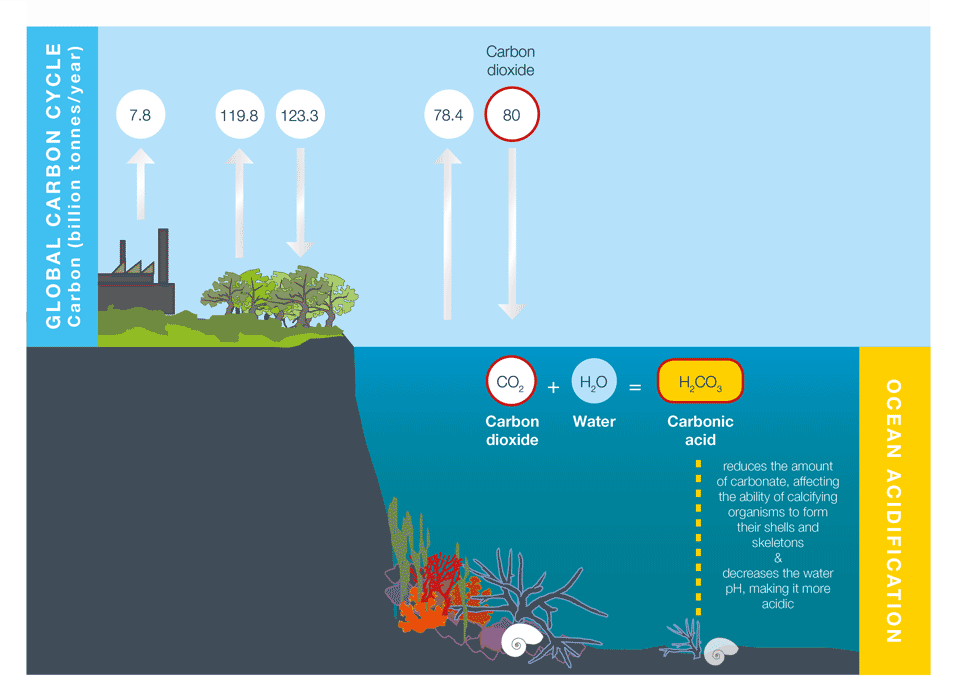 Some of the carbon dioxide emitted to the atmosphere by human activities is absorbed by the oceans. When carbon dioxide combines with water in the ocean it forms carbonic acid, which makes the ocean more acidic.