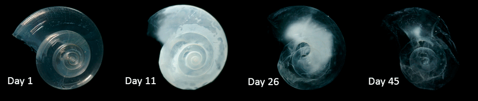 A mollusc shell dissolves under acidic conditions - ocean acidification