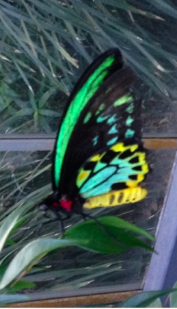 A beautiful butterfly!